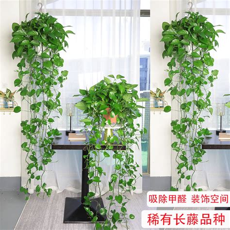 垂吊植物風水